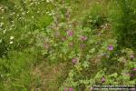 Photo: Malva sylvestris 15.