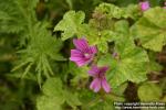 Photo: Malva sylvestris 17.