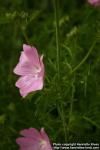 Photo: Malva moschata 10.