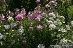 Photo: Malva moschata 11.