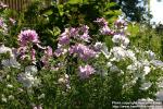 Photo: Malva moschata 12.