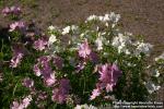 Photo: Malva moschata 13.