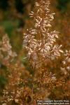 Photo: Macleaya cordata 2.