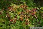 Photo: Malus toringo 9.