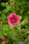 Photo: Malope trifida 2.