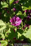 Photo: Malva sylvestris 19.