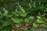 Photo: Maianthemum bifolium 5.