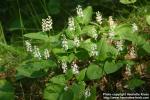 Photo: Maianthemum bifolium 7.