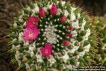 Photo: Mammillaria magnimamma 1.