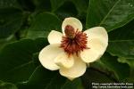 Photo: Magnolia x wieseneri 1.