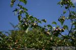 Photo: Malus coronaria 4.