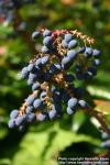 Photo: Mahonia aquifolium 09.