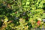 Photo: Mahonia aquifolium 11.