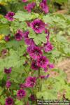 Photo: Malva sylvestris 23.