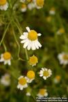 Photo: Matricaria recutita 7.