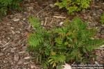 Photo: Mahonia nervosa 0.