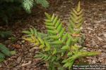 Photo: Mahonia nervosa 2.