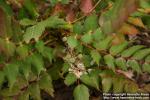 Photo: Mahonia nervosa 3.