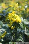 Photo: Mahonia aquifolium 14.