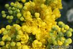 Photo: Mahonia aquifolium 18.