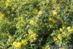 Photo: Mahonia aquifolium 19.