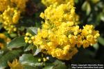 Photo: Mahonia aquifolium 20.