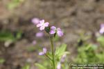 Photo: Malcolmia maritima 1.