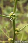 Photo: Malva oxyloba 1.