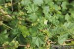 Photo: Malva parviflora 2.