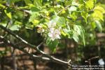 Photo: Malus coronaria 5.