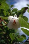 Photo: Magnolia sieboldii 3.