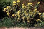 Photo: Mahonia aquifolium 3.