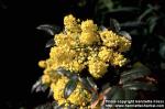 Photo: Mahonia aquifolium 4.