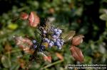 Photo: Mahonia aquifolium.