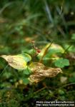 Photo: Maianthemum bifolium 2.