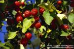 Photo: Malus 1.