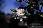 Photo: Malus pumila 5.