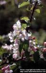 Photo: Malus pumila 7.