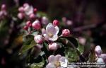 Photo: Malus pumila 8.