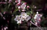 Photo: Malus pumila 9.