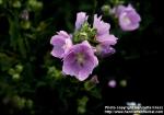 Photo: Malva alcea 4.