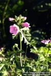 Photo: Malva moschata 4.