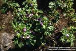 Photo: Malva sylvestris 2.