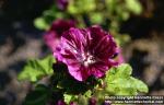 Photo: Malva sylvestris 5.