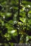 Photo: Malva verticillata 1.