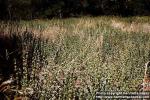Photo: Marrubium vulgare 2.