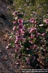 Photo: Malva sylvestris 6.