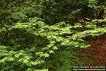 Photo: Metasequoia glyptostroboides 1.