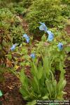 Photo: Meconopsis grandis.