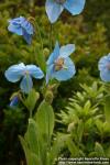 Photo: Meconopsis grandis 1.